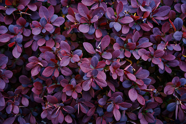 istock Barberry Thunberg. Burgundy-violet ecological background. Leaves in spring. 2215947687