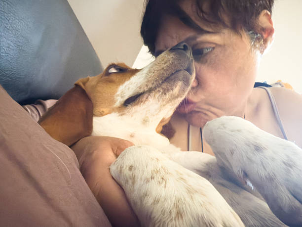 Heartwarming scene of a woman showing affection to her beagle dog, embracing and cuddling on a comfortable sofa, creating a cozy and loving atmosphere