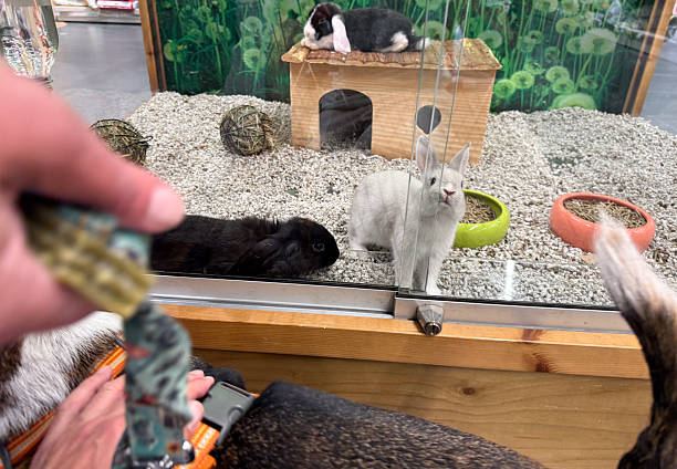 istock Dog watching rabbits in a pet store display window 2215948271
