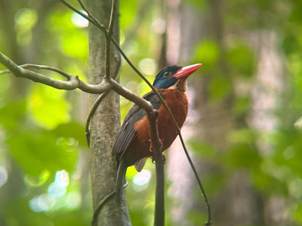 istock Sulawesi Dwarf Kingfisher Perched on Branch in Tropical Forest 2215949059