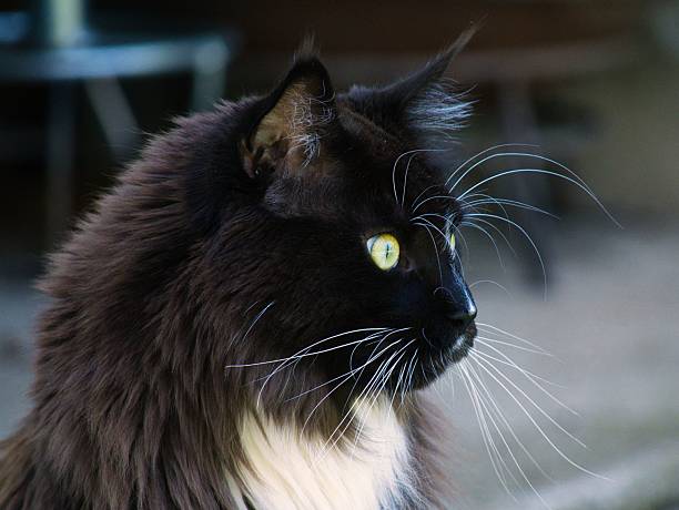 Cute cat