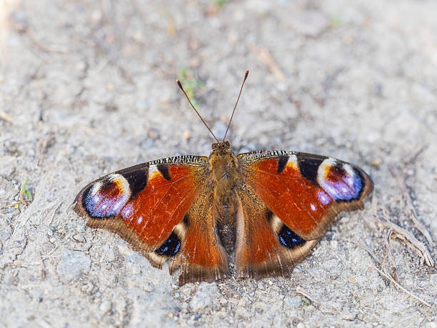 istock Peacock butterfly on the ground among the grass 2215950316