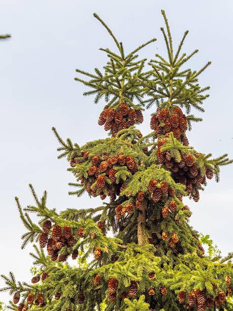 istock Fresh fir branches with green needles and brown cones. 2215950328