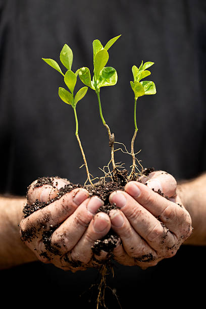 istock Man hands holding a green plant on soil. 2215950972