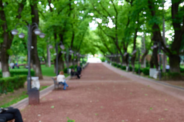Visitors enjoy a peaceful walk along a tree-lined path in the park. High quality photo