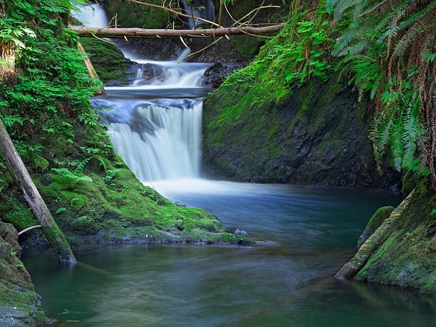 istock Lush Willaby Creek Falls in Washington. 2215953170