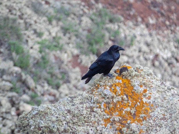 istock Black raven perched on lichen-covered rock 2215955157