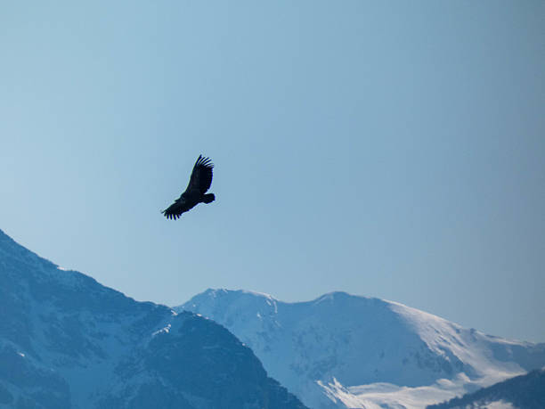 istock Griffon vulture soaring over snow-capped mountains 2215955160