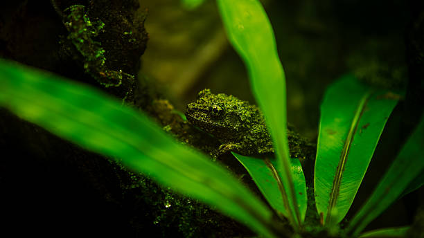 Close up of a mossy frog camouflaged among green tropical plants. The amphibian blends perfectly with the surroundings in a low light humid environment, emphasizing its natural adaptation skills.