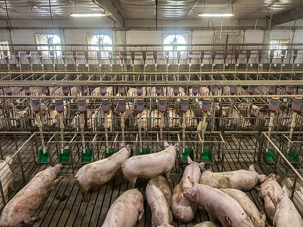 istock Indoor pig farm 2215956885