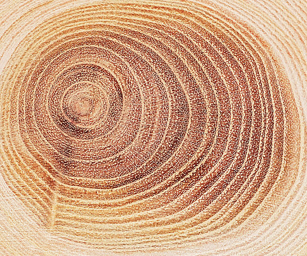 istock Cross section of a cut wood tree trunk slice with wavy pattern cracks and rings. Wood texture circles as background. 2215958679