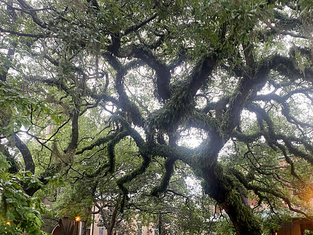 istock Twisted Oak Tree Covered in Moss, Savannah, Georgia 2215958692