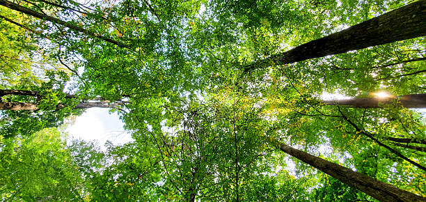 istock View of Sky with Clouds looking through tall trees 2215960453