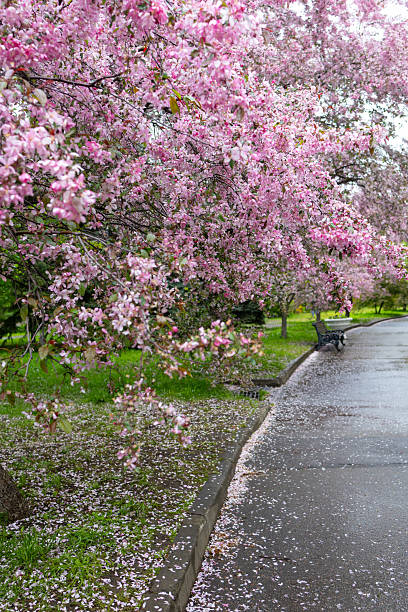 istock Blooming pink apple orchard. Spring flowers in the park 2215960579