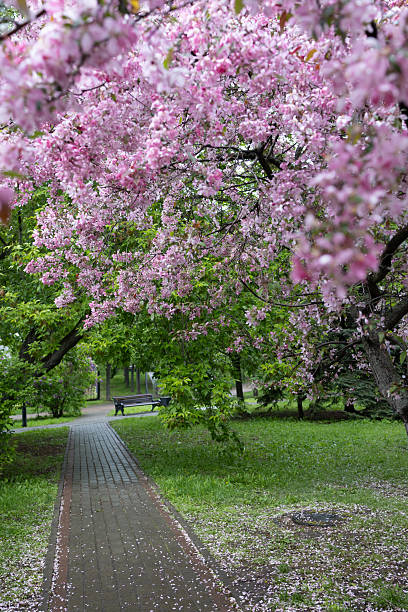 istock Blooming pink apple orchard. Spring flowers in the park 2215960643
