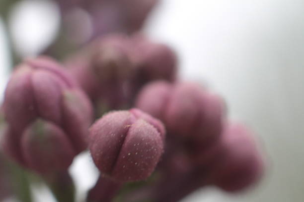 close-up of delicate purple lilac blossoms in various stages of bloom, with soft green leaves in the background, creating a serene and natural springtime scene.