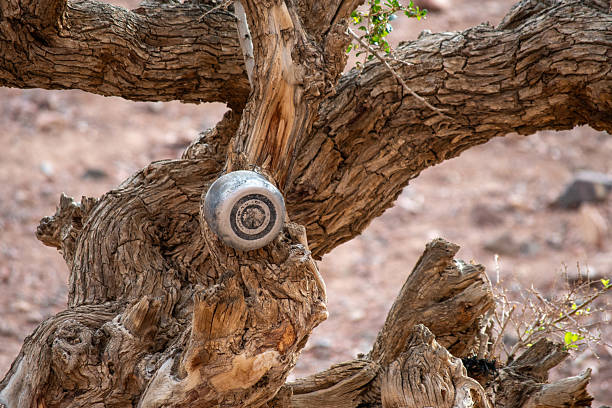 Plants of Dana biosphere, Jordan