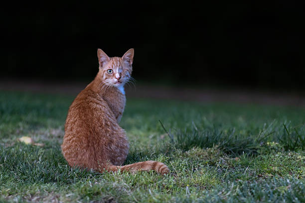 Portrait of a red stray cat from Istanbul.