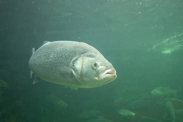 istock Sea bass 2215962312