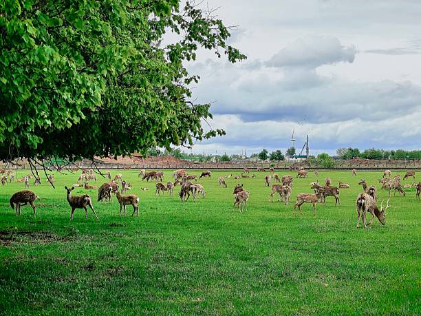 Deer, wild animals, nature, landscape, herd, for blog, for video, for visual, for website, beautiful, aesthetics, play of light, play of shadow, sky, greenery, trees, animals
