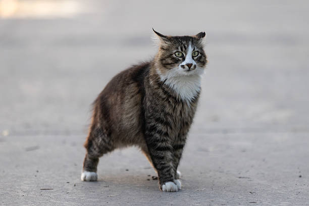 Stray cat is walking on the street.Istanbul - Turkey.