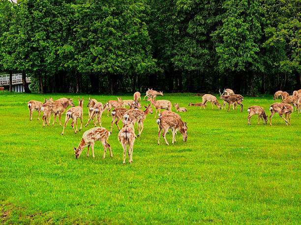 istock Deer, wild animals, nature, landscape, herd, for blog, for video, for visual, for website, beautiful, aesthetics, play of light, play of shadow, sky, greenery, trees, animals 2215962949