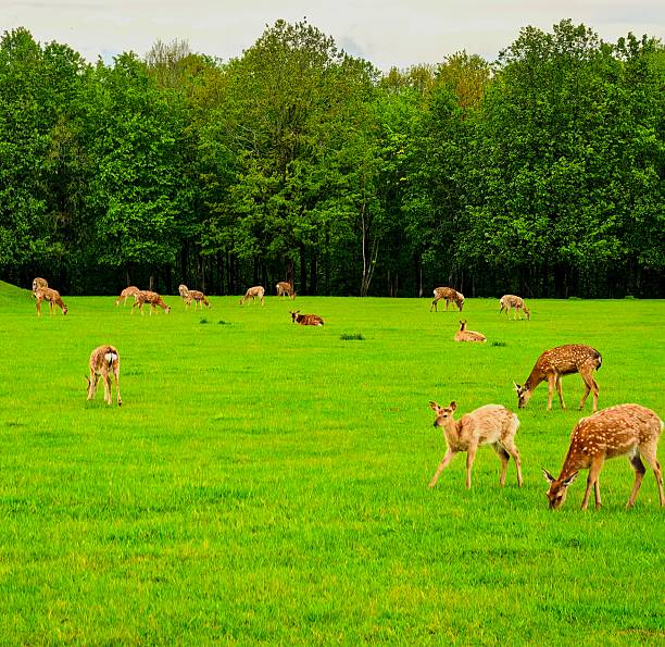 istock Deer, wild animals, nature, landscape, herd, for blog, for video, for visual, for website, beautiful, aesthetics, play of light, play of shadow, sky, greenery, trees, animals 2215963547