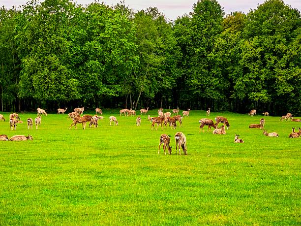 Deer, wild animals, nature, landscape, herd, for blog, for video, for visual, for website, beautiful, aesthetics, play of light, play of shadow, sky, greenery, trees, animals