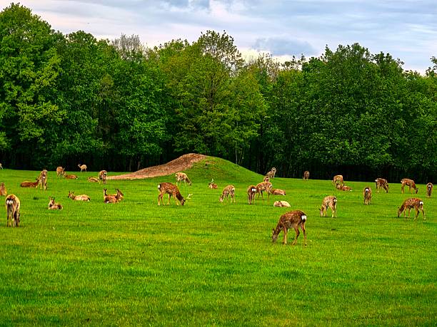 istock Deer, wild animals, nature, landscape, herd, for blog, for video, for visual, for website, beautiful, aesthetics, play of light, play of shadow, sky, greenery, trees, animals 2215964190