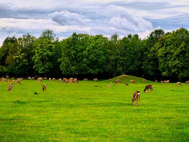 istock Deer, wild animals, nature, landscape, herd, for blog, for video, for visual, for website, beautiful, aesthetics, play of light, play of shadow, sky, greenery, trees, animals 2215964294