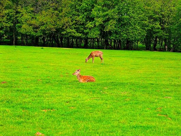 Deer, wild animals, nature, landscape, herd, for blog, for video, for visual, for website, beautiful, aesthetics, play of light, play of shadow, sky, greenery, trees, animals