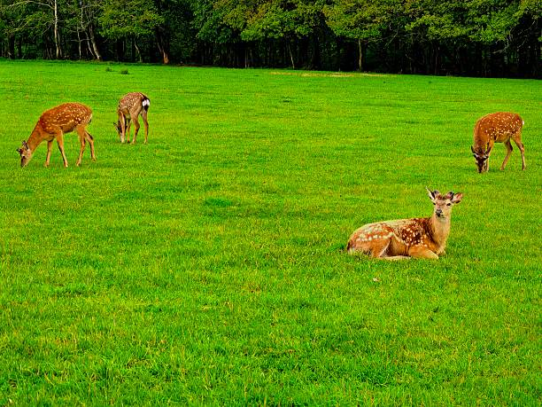 Deer, wild animals, nature, landscape, herd, for blog, for video, for visual, for website, beautiful, aesthetics, play of light, play of shadow, sky, greenery, trees, animals