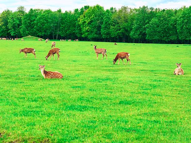 istock Deer, wild animals, nature, landscape, herd, for blog, for video, for visual, for website, beautiful, aesthetics, play of light, play of shadow, sky, greenery, trees, animals 2215964458