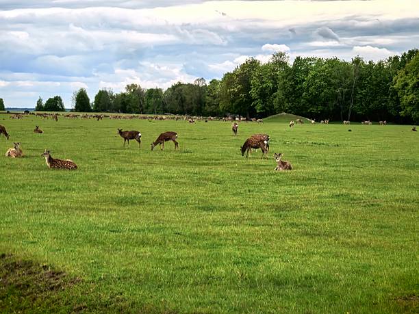istock Deer, wild animals, nature, landscape, herd, for blog, for video, for visual, for website, beautiful, aesthetics, play of light, play of shadow, sky, greenery, trees, animals 2215964462