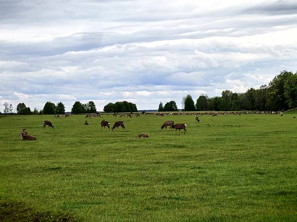 istock Deer, wild animals, nature, landscape, herd, for blog, for video, for visual, for website, beautiful, aesthetics, play of light, play of shadow, sky, greenery, trees, animals 2215964517