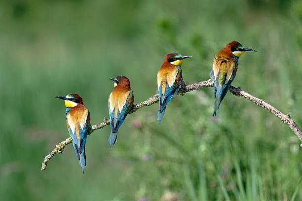 Four european bee-eaters