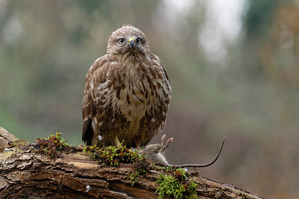 istock Eurasian buzzard with a rat 2215964722