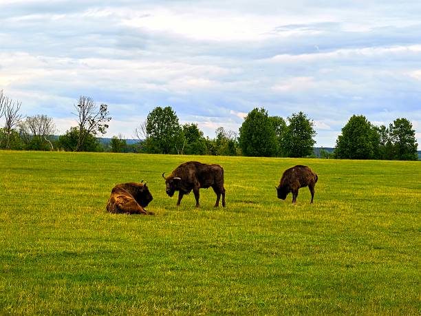 Bison, wild animals, nature, landscape, herd, for blog, for video, for visual, for website, beautiful, aesthetics, play of light, play of shadow, sky, greenery, trees, animals, power, strength, horns