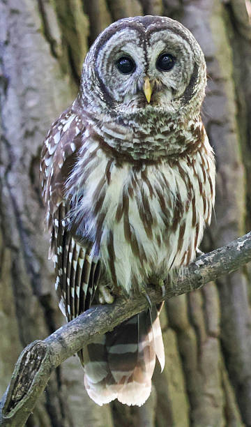 istock Closeup of a Barred Owl 2215965820