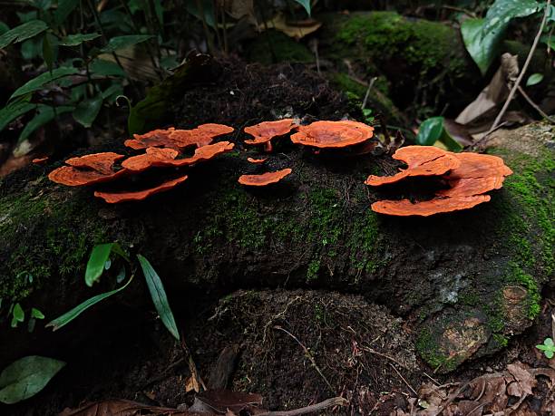 istock mushrooms on trunk in the forest 3 2215967714