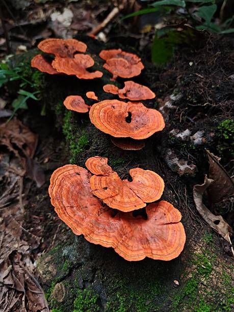 istock Mushrooms on trunk in the forest 1 2215967715