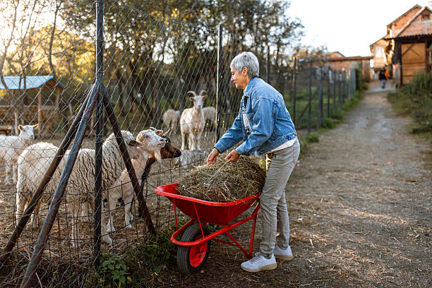 Senior woman taking care of animals at farm, feeding sheep and goats. Woman pushing wheelbarrow with a bale of hay for animals.