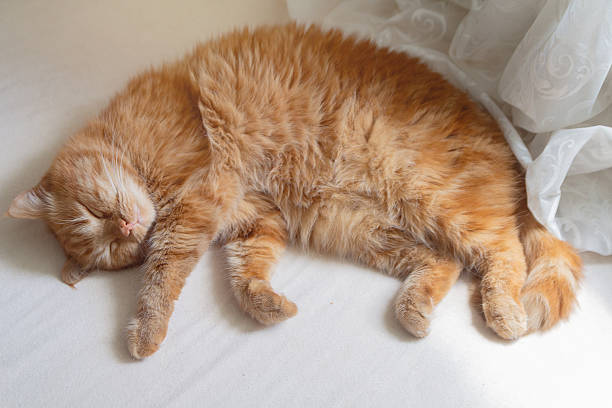 The red cat is sleeping with its face covered by its paws. Pets