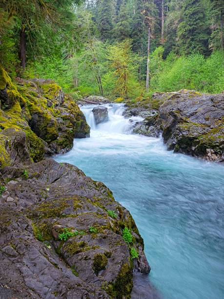 istock Sol Duc river at the salmon cascades. 2215971137