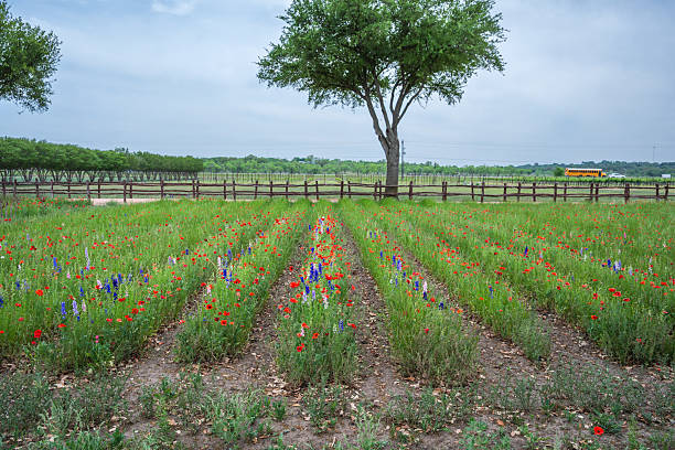 istock Corn poppies garden in Texas Hill Country 2215971181