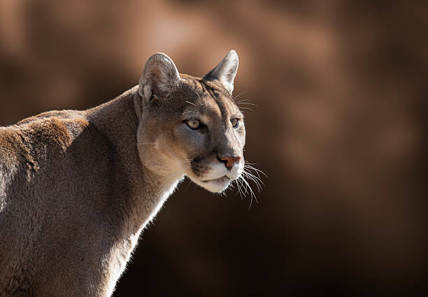 A closeup portrait of a cougar.