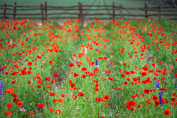 istock Corn poppies garden in Texas Hill Country 2215971421