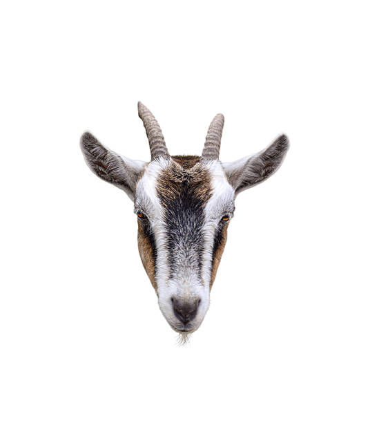 istock Goat head with horns isolated cutout 2215974146