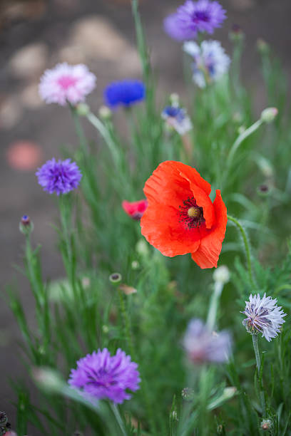 Red corn poppies farm Texas Hill Country in full bloom, contrast red green abstract background