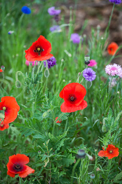 istock Red corn poppies in Texas Hill Country 2215975822